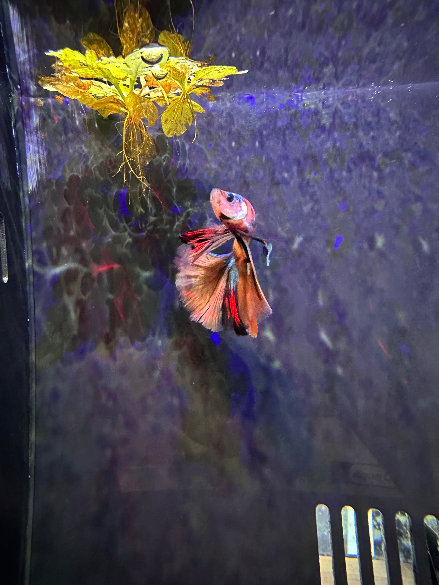 Betta Halfmoon Male - Assorted
