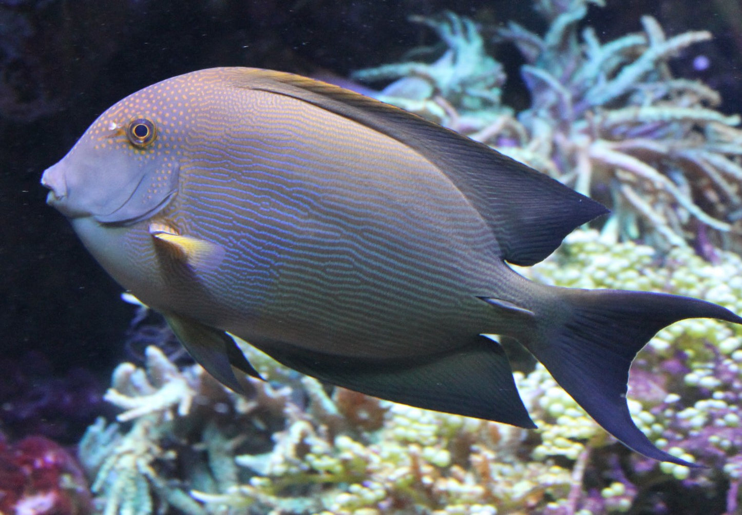 Tang/Bristletooth Striatus (Ctenochaetus striatus) "Rare"