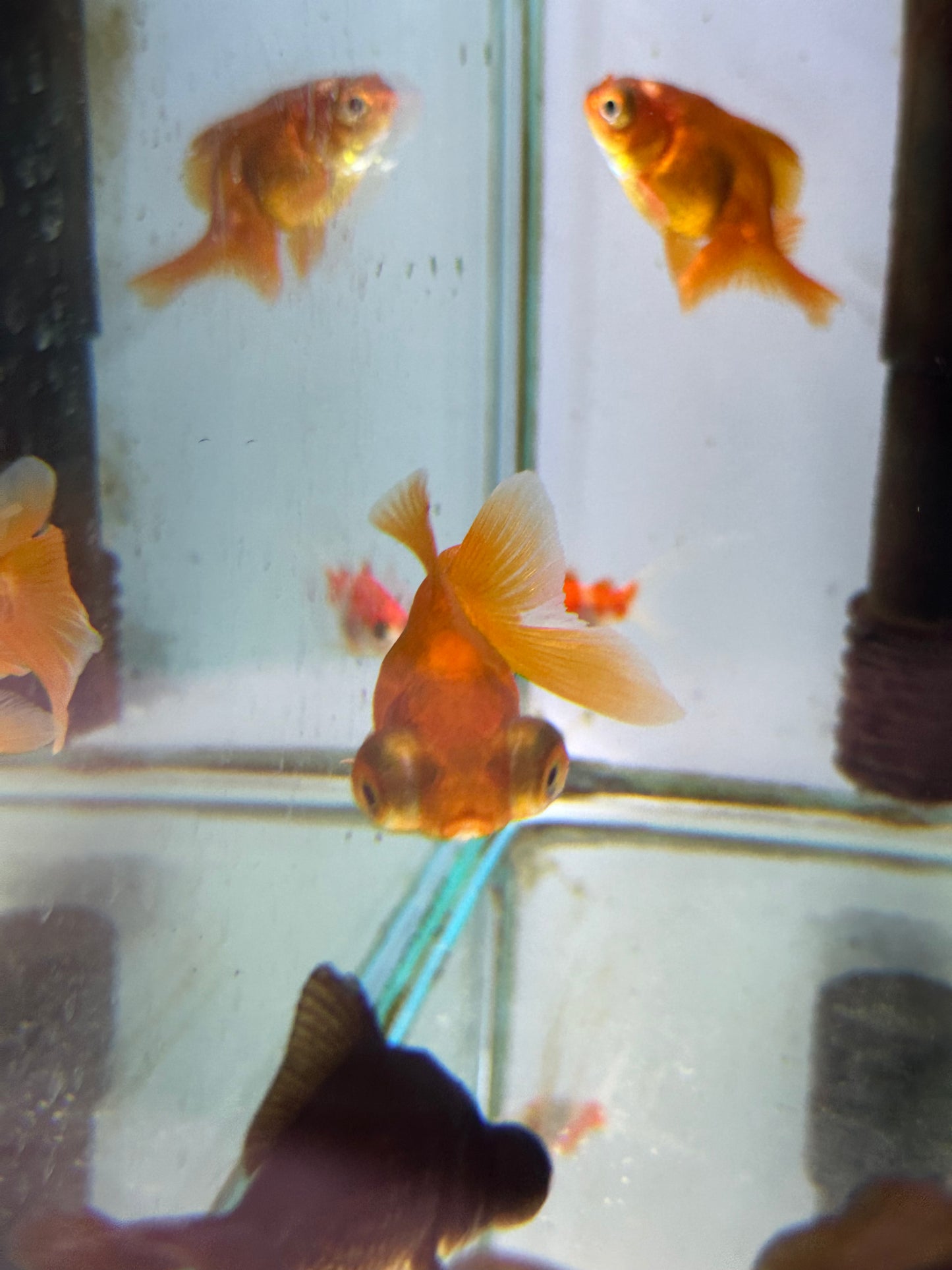 Telescope Goldfish