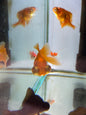 Telescope Goldfish