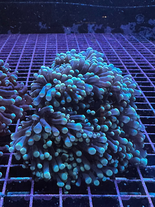 Torch Corals - Branching (Euphyllia glabrescens.)