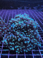 Torch Corals - Branching (Euphyllia glabrescens.)