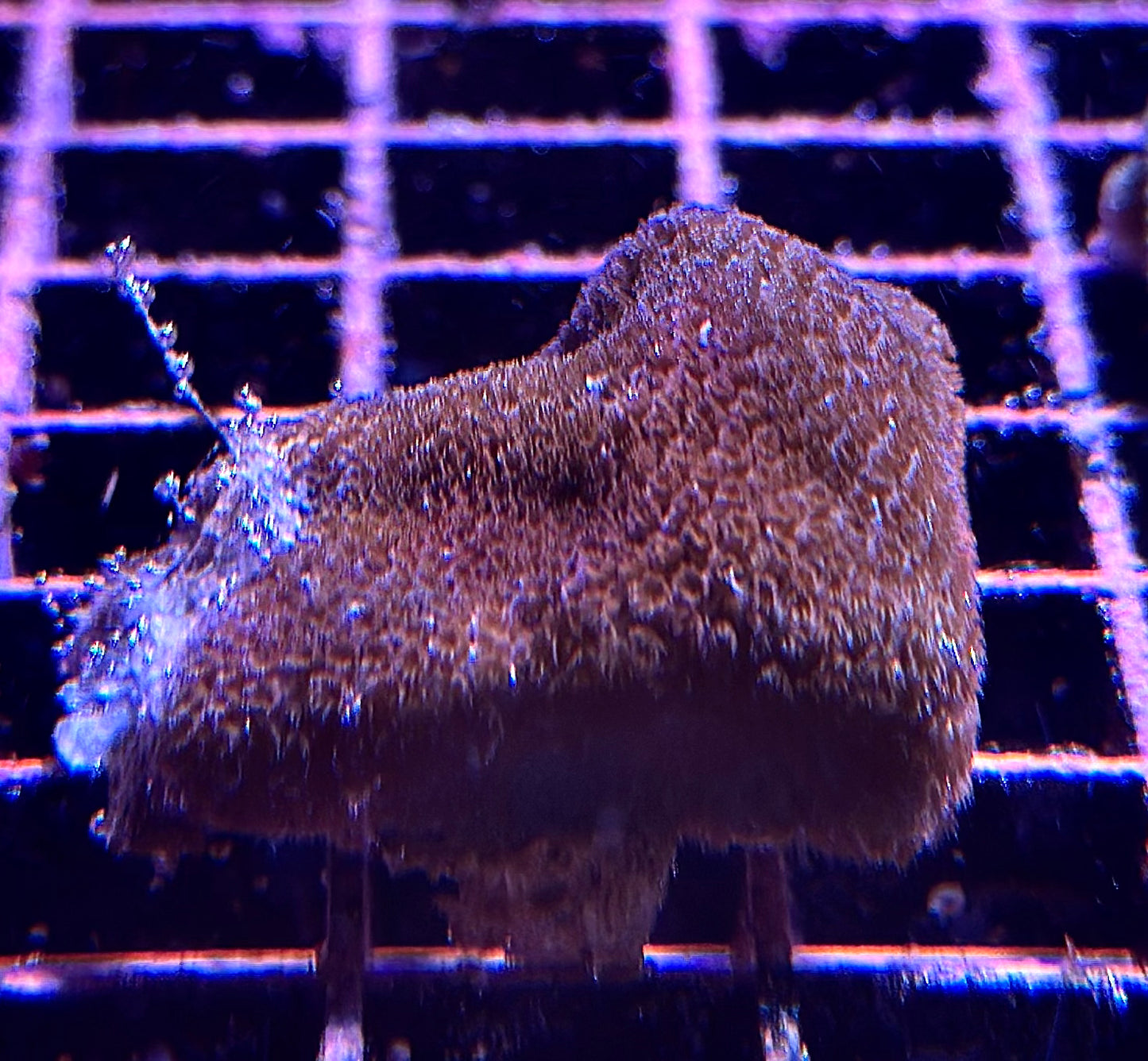 Porites sp.(various)