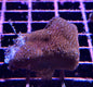 Porites sp.(various)