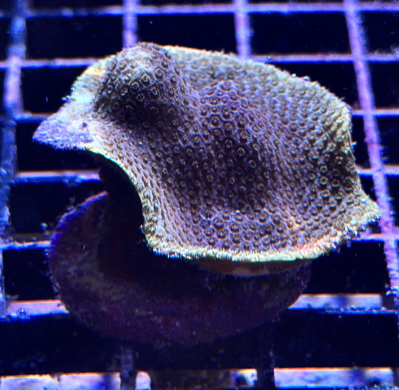 Porites sp.(various)