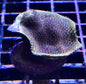 Porites sp.(various)