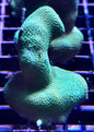 Porites sp.(various)