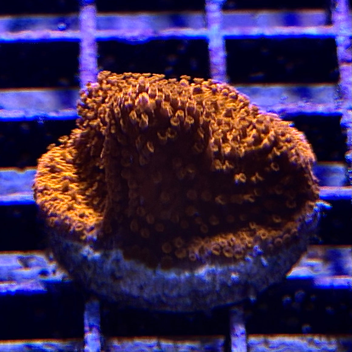Montipora spp.