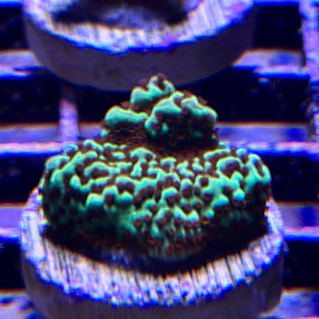 Montipora spp.