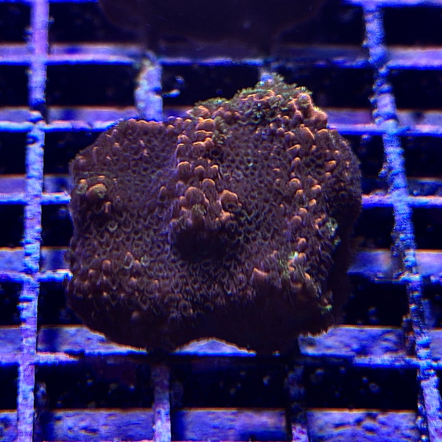 Montipora spp.