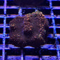 Montipora spp.