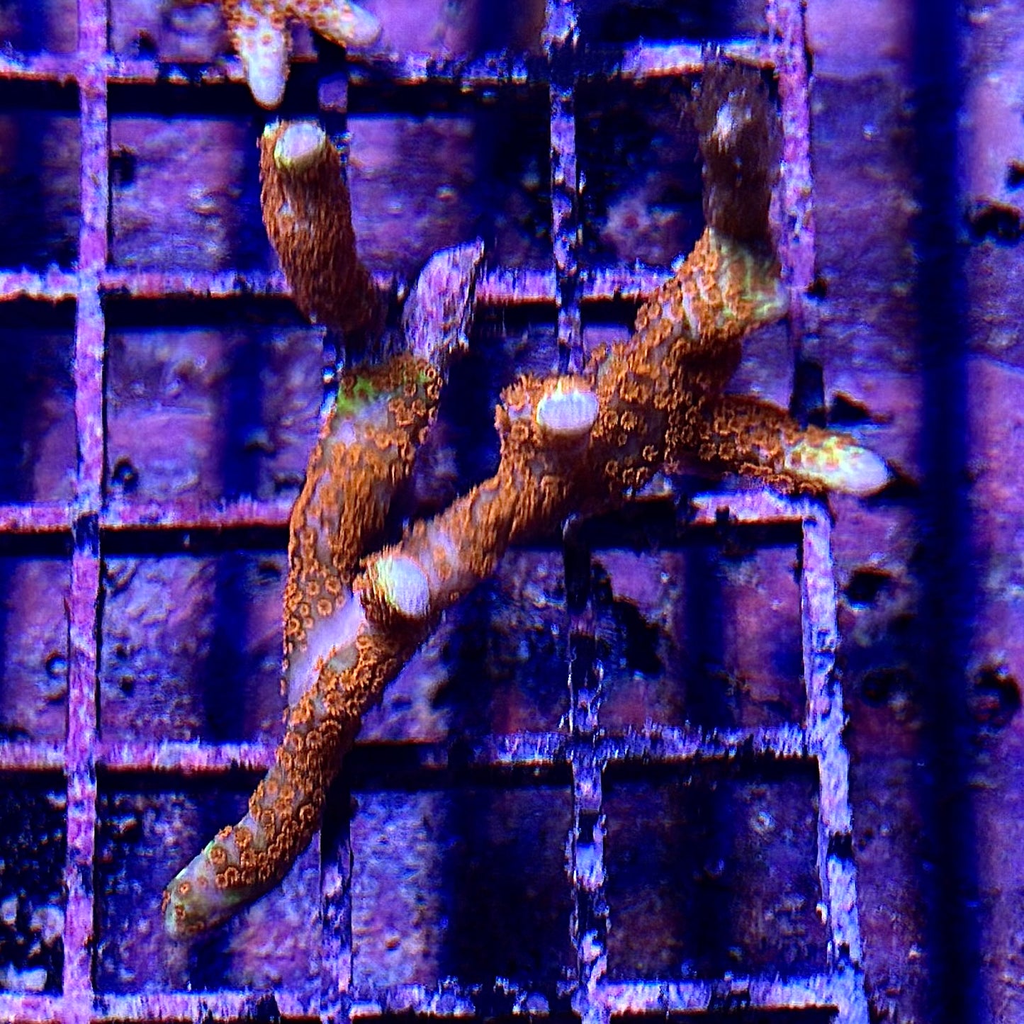 Montipora spp.