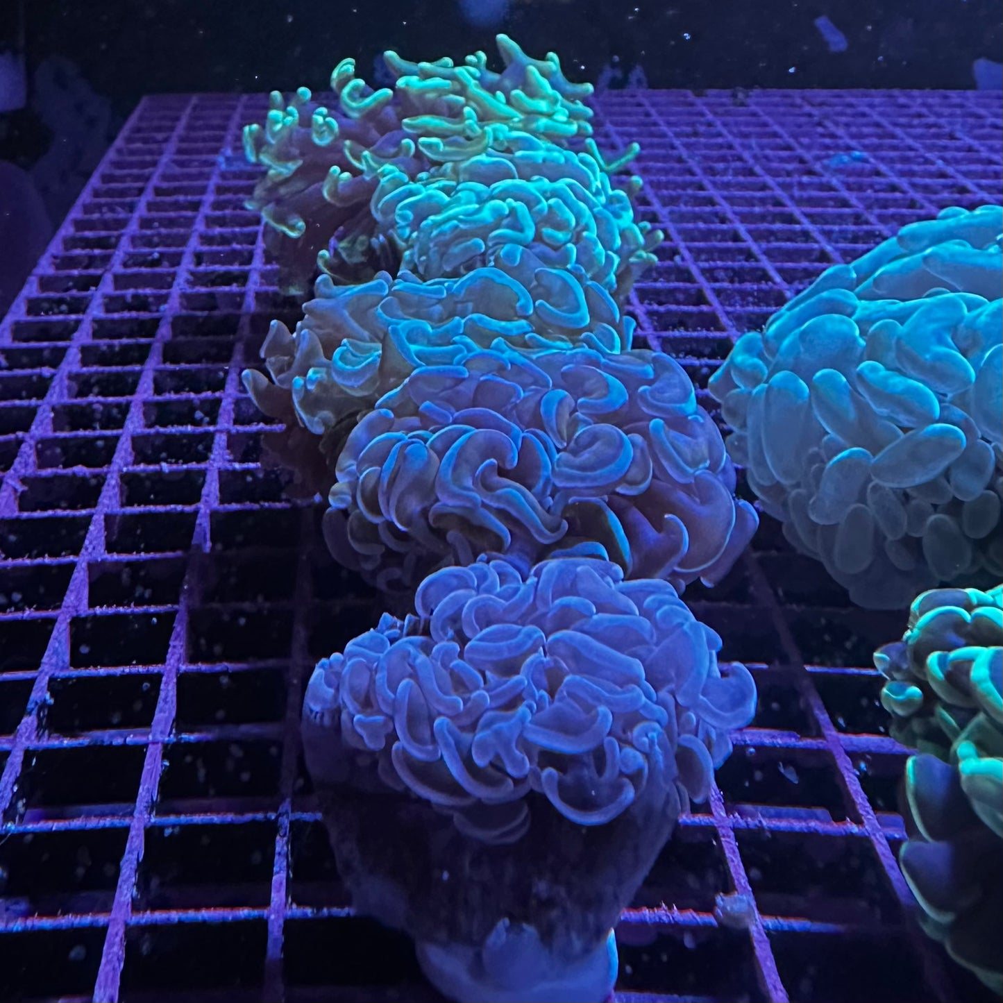 Hammer Coral - Walling (Euphyllia ancora)