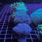 Hammer Coral - Walling (Euphyllia ancora)