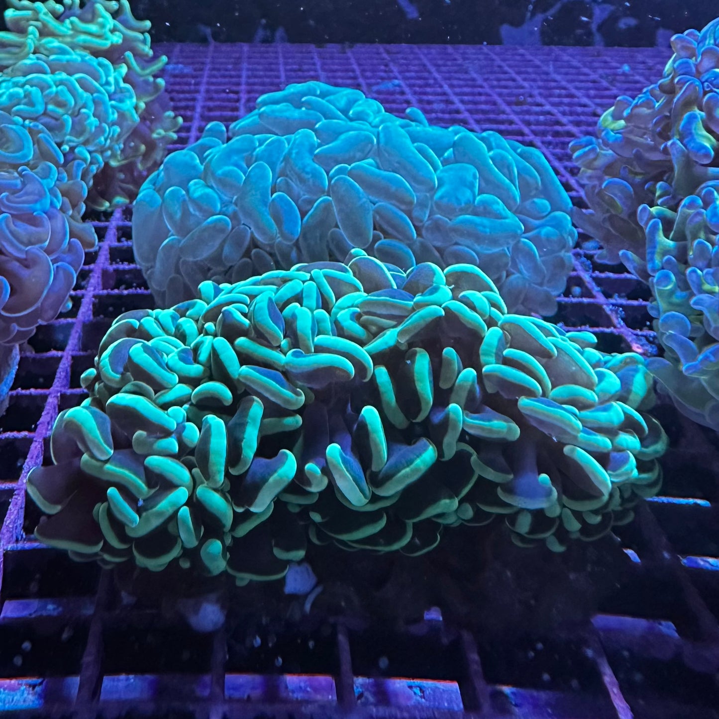 Hammer Coral - Walling (Euphyllia ancora)