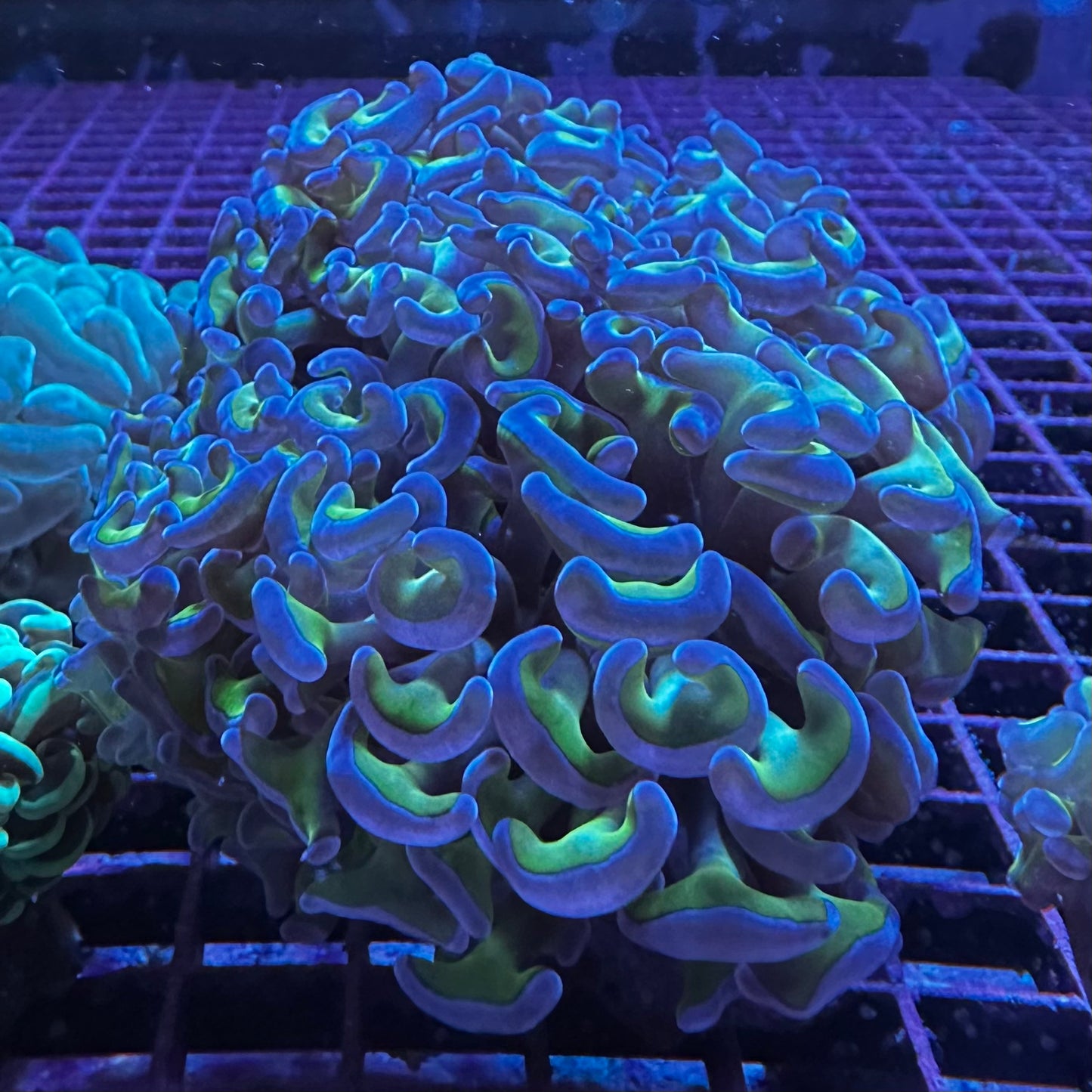 Hammer Coral - Walling (Euphyllia ancora)