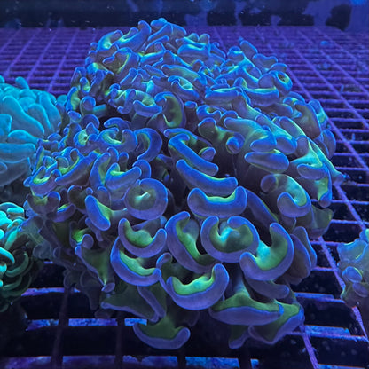 Hammer Coral - Walling (Euphyllia ancora)