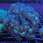 Hammer Coral - Walling (Euphyllia ancora)