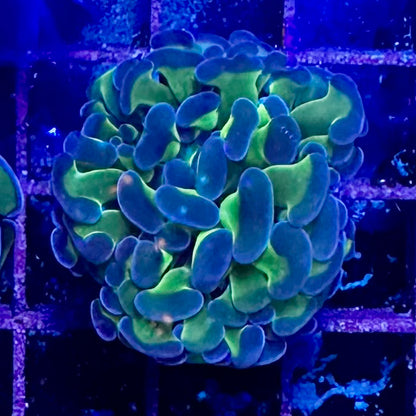 Hammer Coral - Walling (Euphyllia ancora)