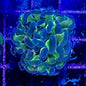 Hammer Coral - Walling (Euphyllia ancora)
