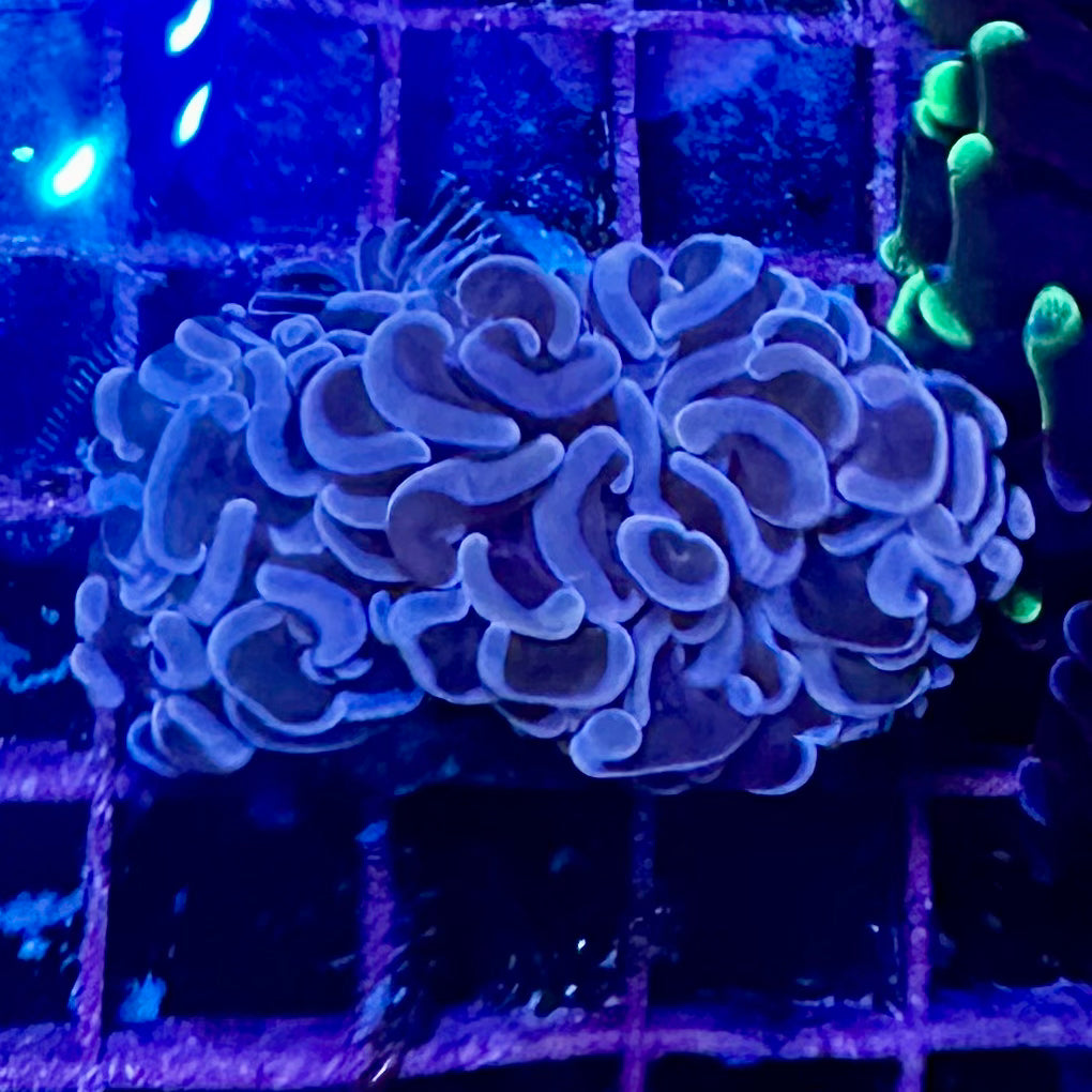 Hammer Coral - Walling (Euphyllia ancora)