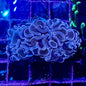 Hammer Coral - Walling (Euphyllia ancora)