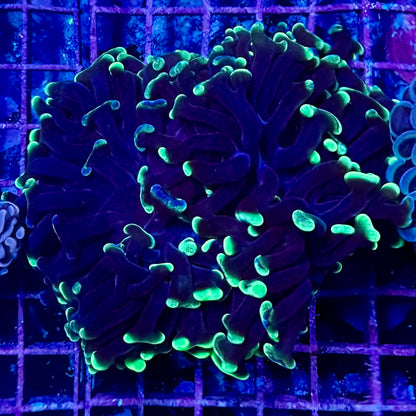 Hammer Coral - Walling (Euphyllia ancora)