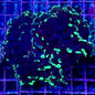 Hammer Coral - Walling (Euphyllia ancora)
