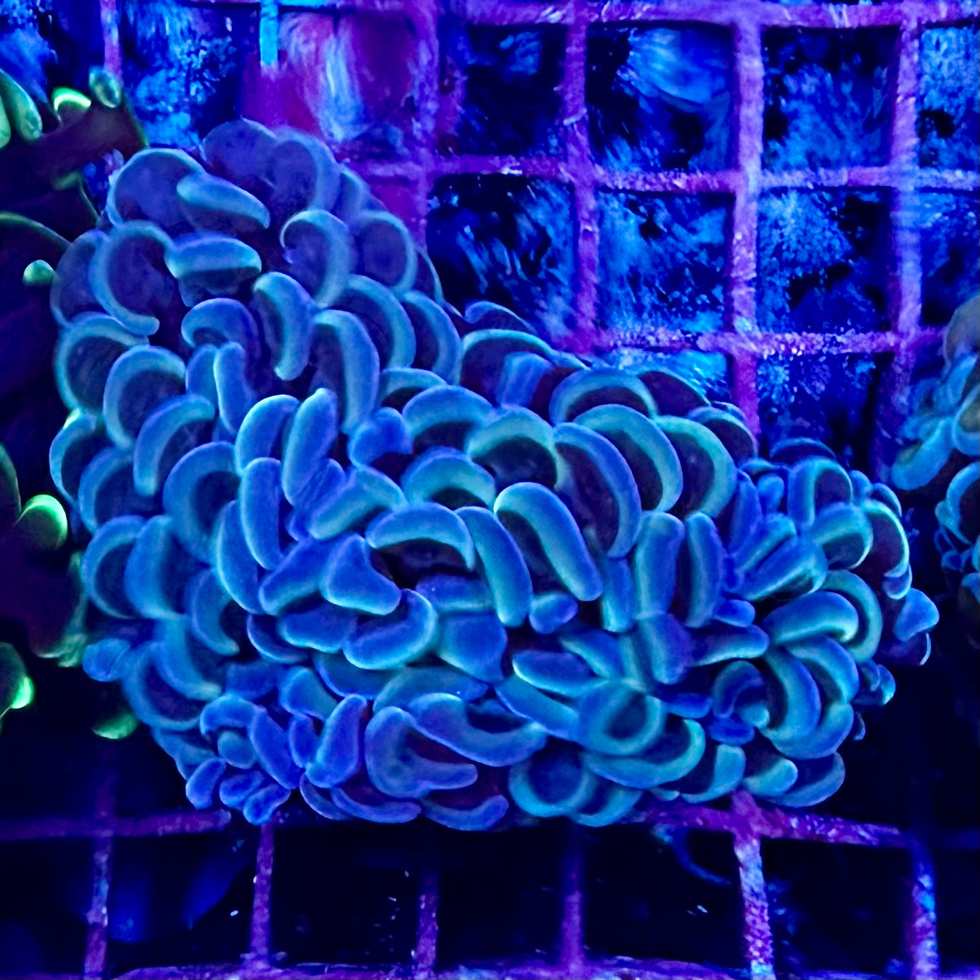 Hammer Coral - Walling (Euphyllia ancora)