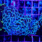 Hammer Coral - Walling (Euphyllia ancora)