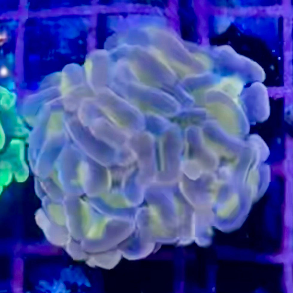 Hammer Coral - Walling (Euphyllia ancora)