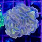 Hammer Coral - Walling (Euphyllia ancora)