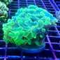Hammer Coral - Walling (Euphyllia ancora)