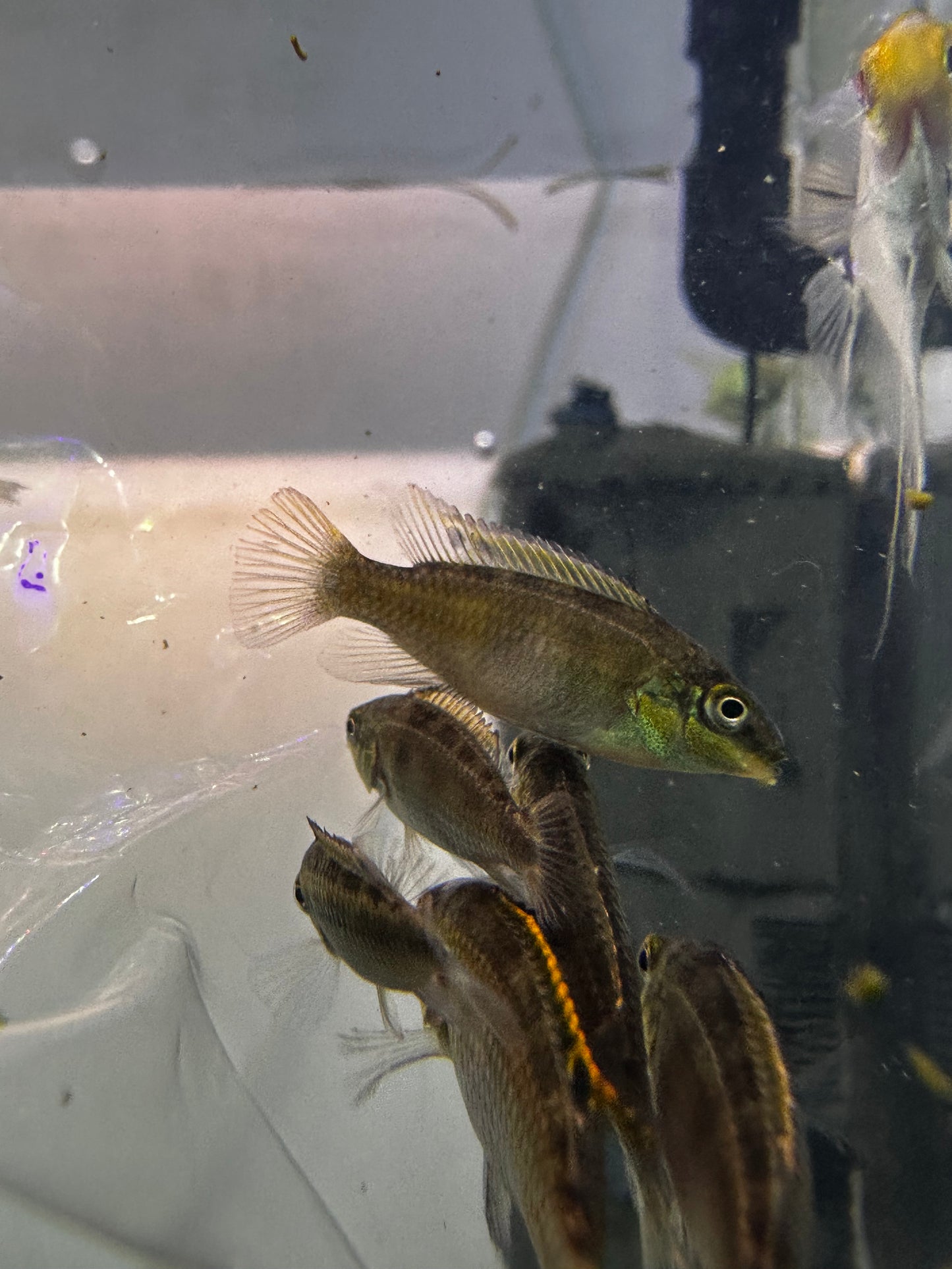 Cichlid-  Kribensis (Pelvicachromis pulcher)
