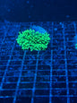 Torch Corals (Euphyllia glabrescens.)
