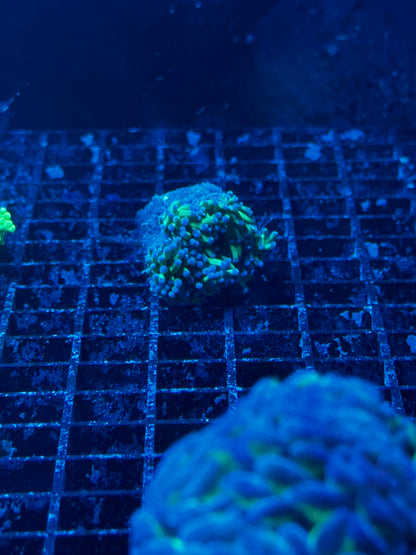 Torch Corals (Euphyllia glabrescens.)