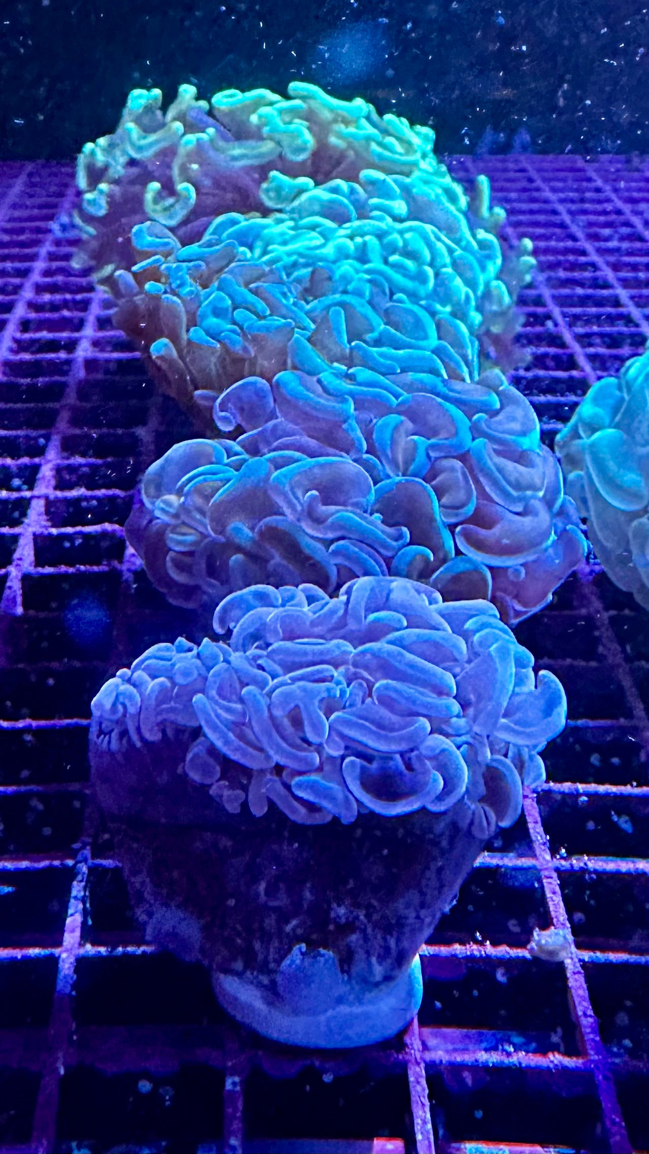 Hammer Coral - Walling (Euphyllia ancora)