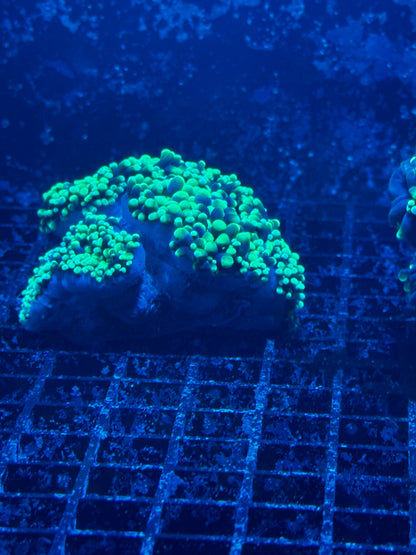 Torch Corals (Euphyllia glabrescens.)