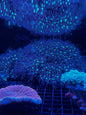 Star Polyps (Briarium/Pachyclavularia sp.)