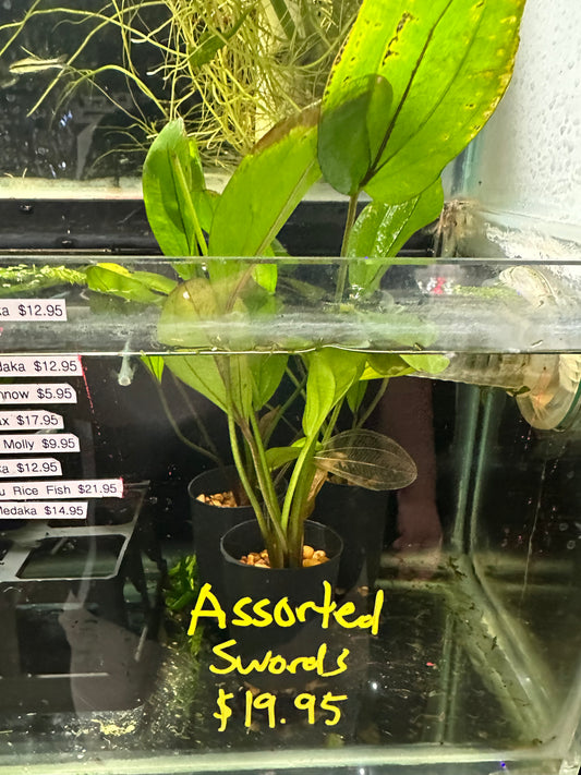 Assorted Sword Echinodorus Sp.