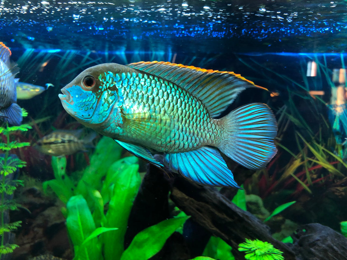 Cichlid - Neon Blue Acara (Andinoacara pulcher)