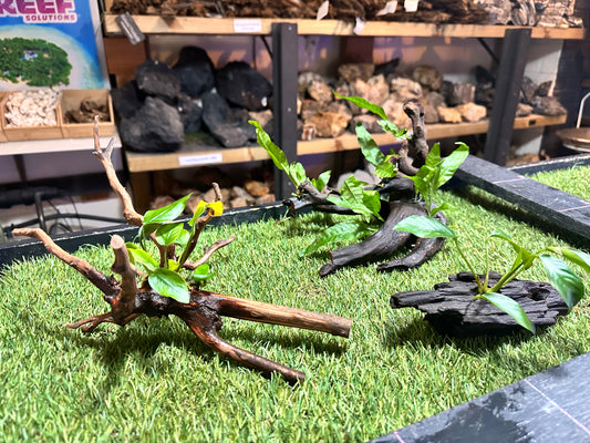 Wood With Plants