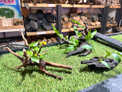 Wood With Plants
