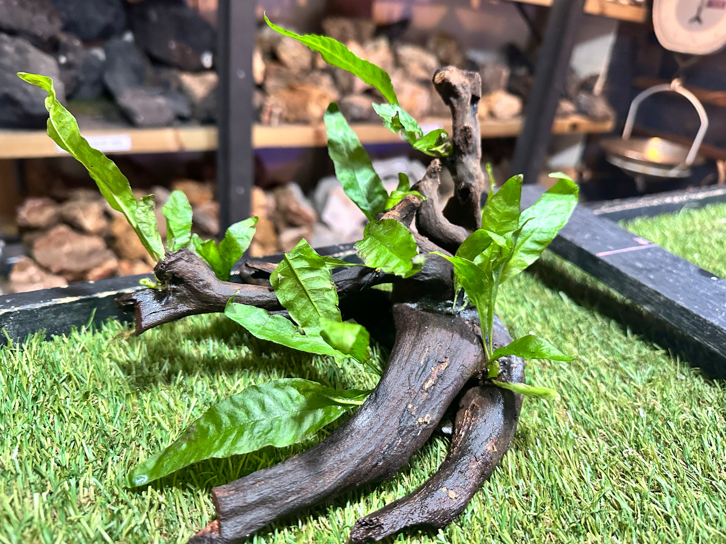 Wood With Plants
