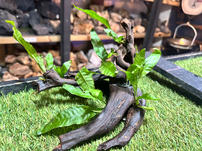 Wood With Plants