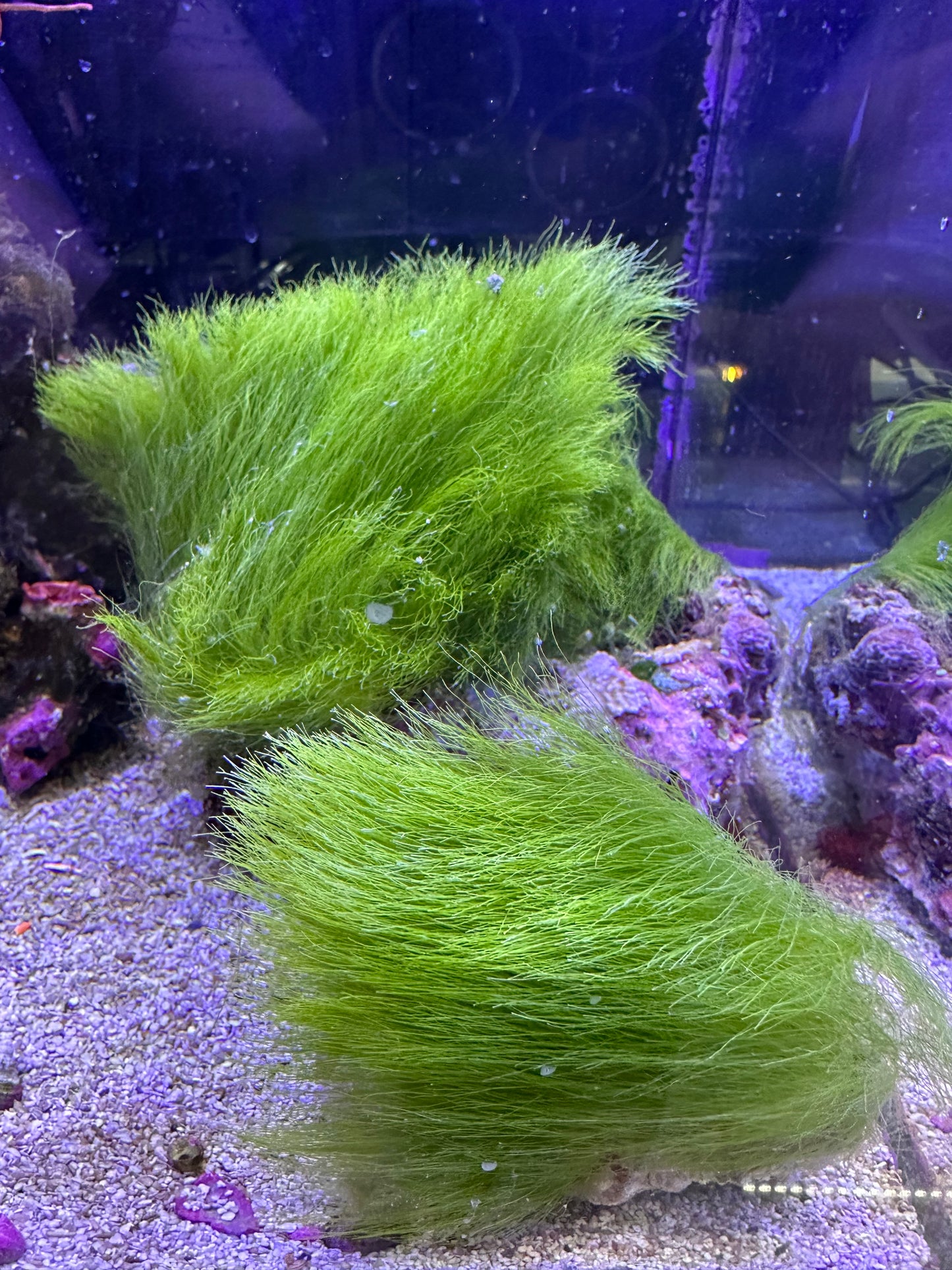 Turtle Weed (Chlorodesmis fastigiata)