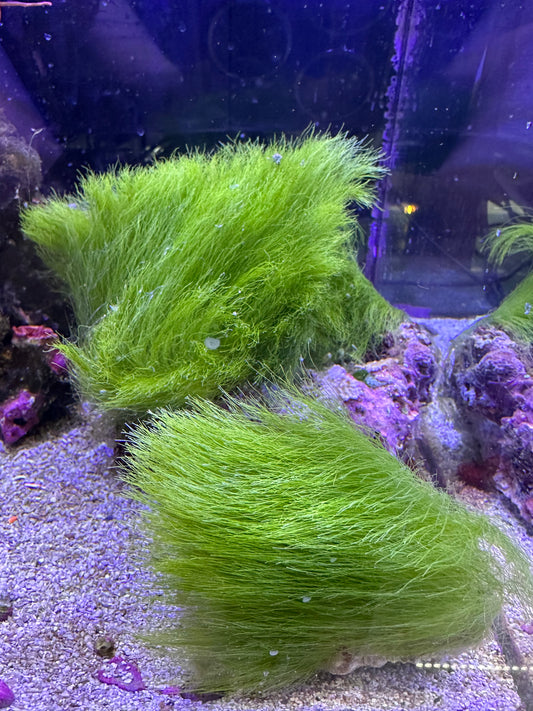 Turtle Weed (Chlorodesmis fastigiata)