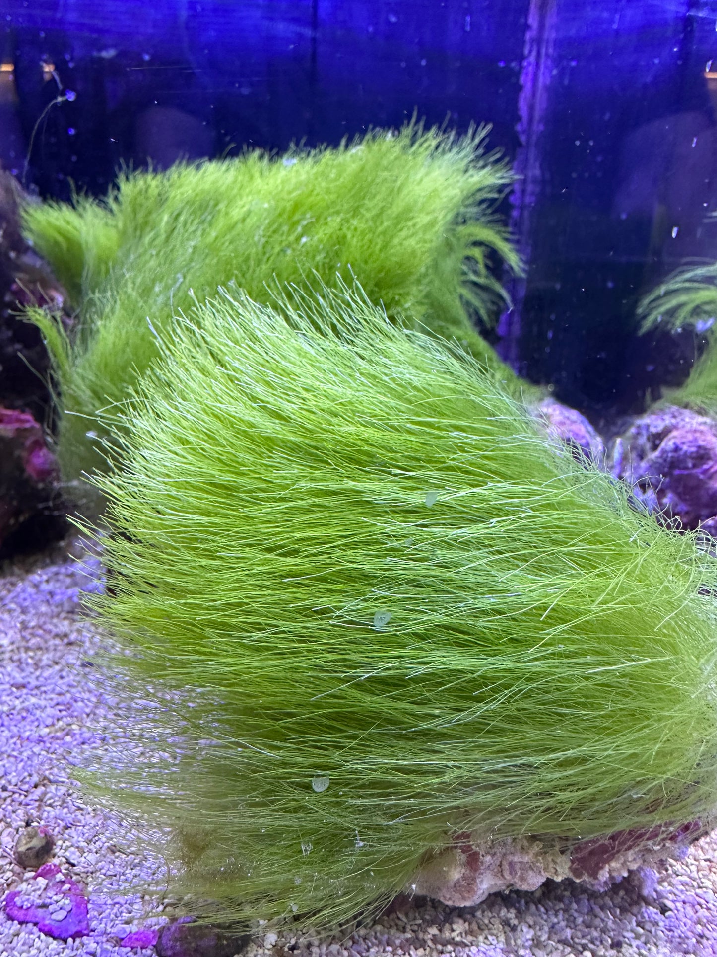 Turtle Weed (Chlorodesmis fastigiata)