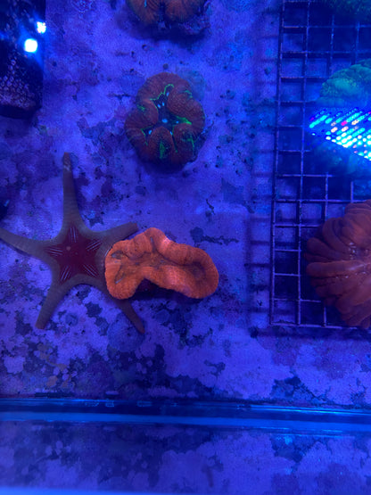Lobed Brain Corals (Lobophyllia, Pachysepta, Symphyllia spp.)