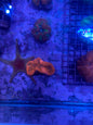 Lobed Brain Corals (Lobophyllia, Pachysepta, Symphyllia spp.)